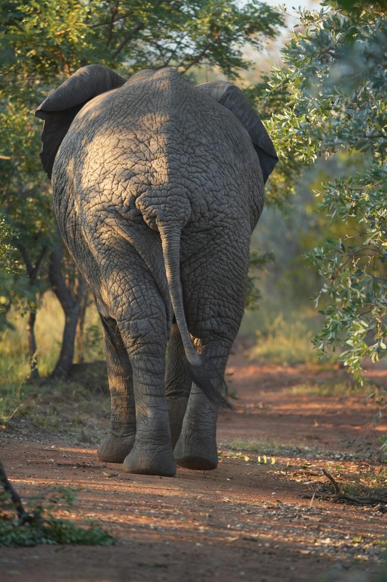 Shibula Safari Lodge Велґевонден-Ґейм-Резерв Екстер'єр фото