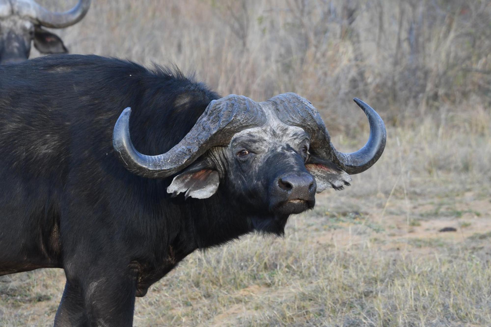Shibula Safari Lodge Велґевонден-Ґейм-Резерв Екстер'єр фото