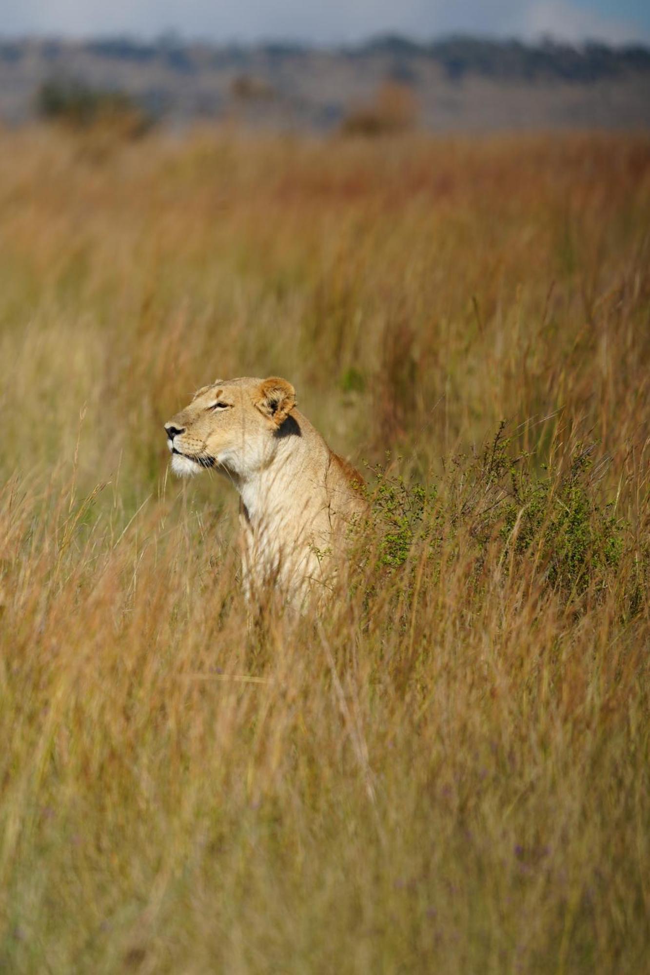 Shibula Safari Lodge Велґевонден-Ґейм-Резерв Екстер'єр фото