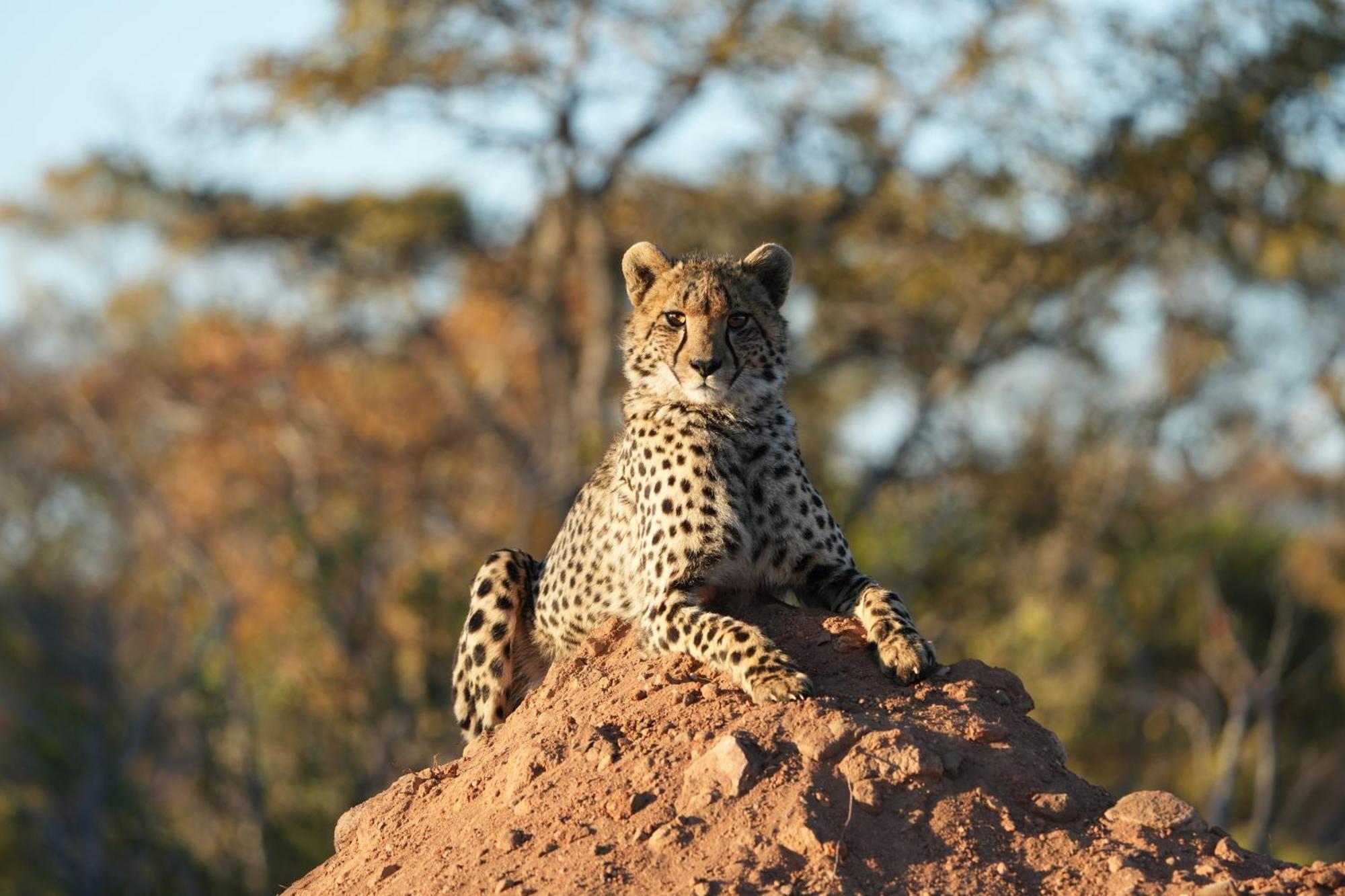 Shibula Safari Lodge Велґевонден-Ґейм-Резерв Екстер'єр фото