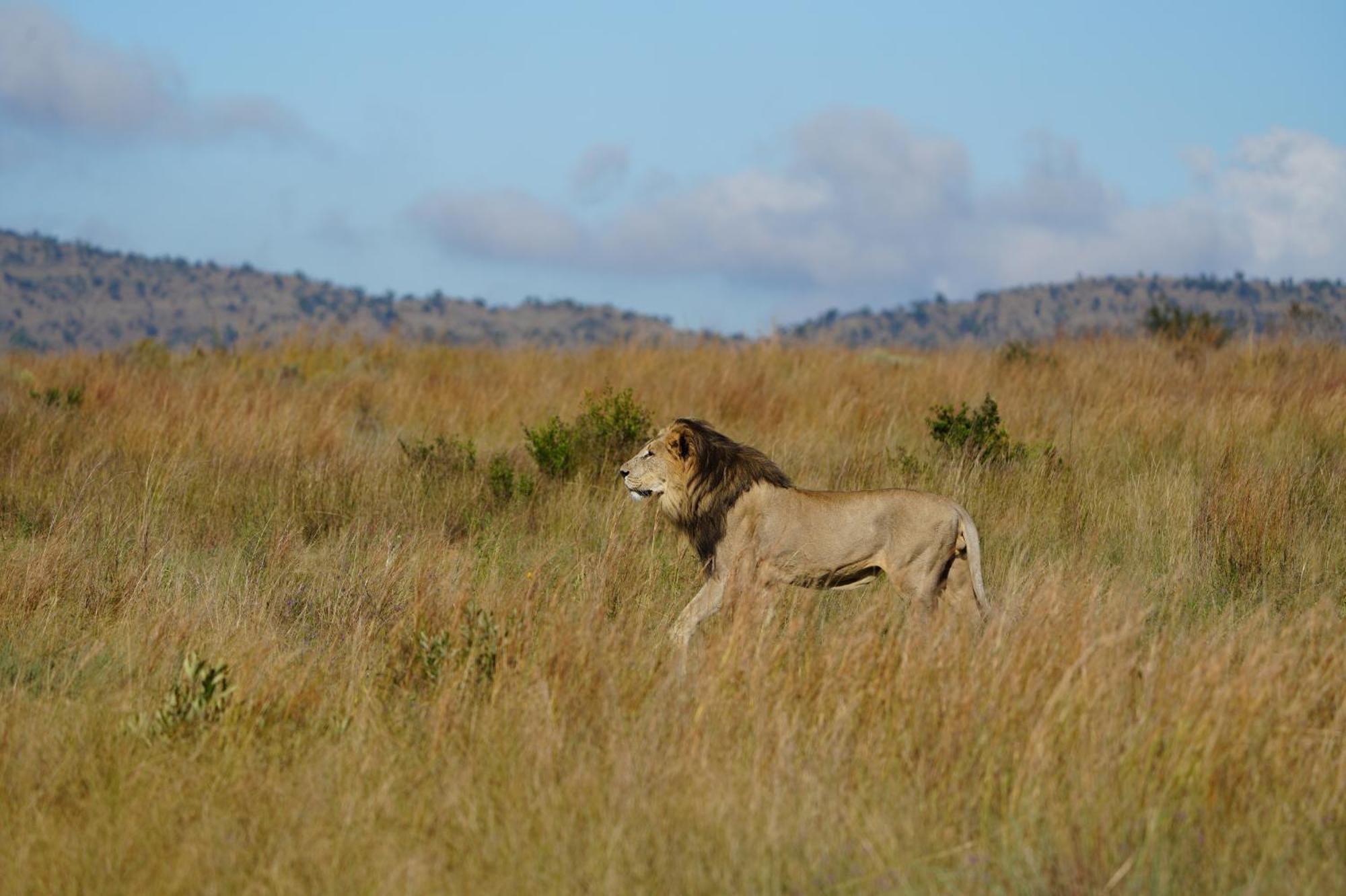 Shibula Safari Lodge Велґевонден-Ґейм-Резерв Екстер'єр фото